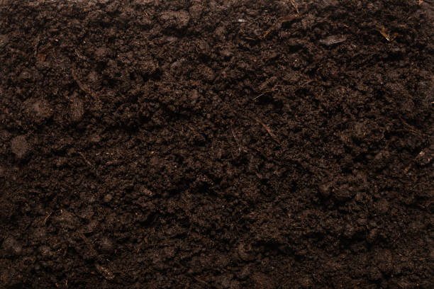 istock Black land for plant background. 1290532886