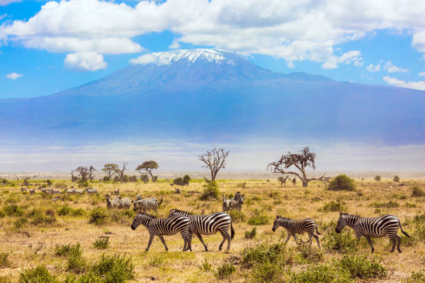 istock Large herd of zebras graze 1290533667