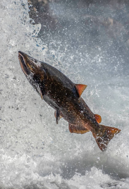 istock Close Up of a Jumping Salmon 1290533676