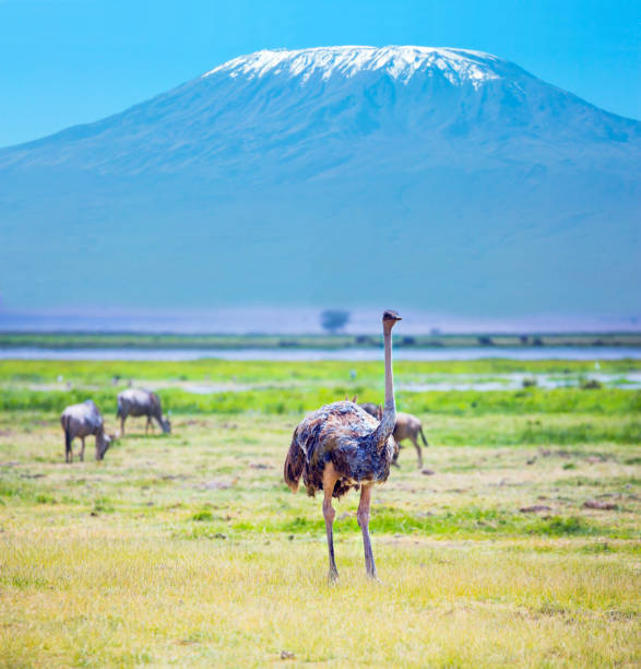 le kilimandjaro. autruches africaines - flattop mountain photos et images de collection