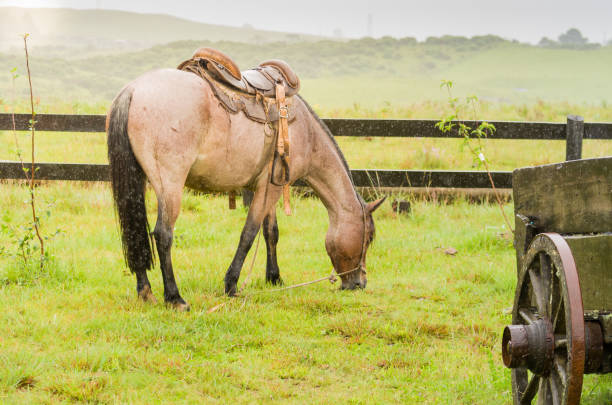 istock Beautiful horse in native field on rainy day 1290533875