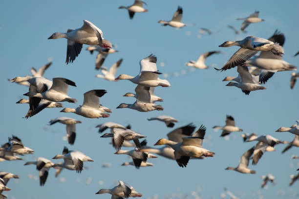 istock A Cloud of Snow Goose 1290533896