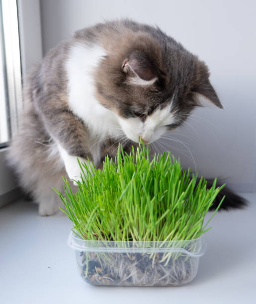 istock cute cat eating healthy grass 1290534276