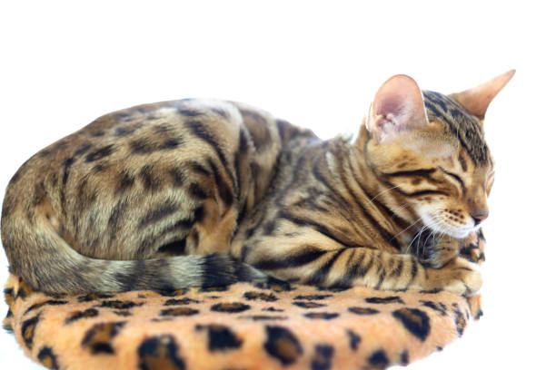 A Bengal cat sleeps on a soft leopard-print pillow. White isolated background