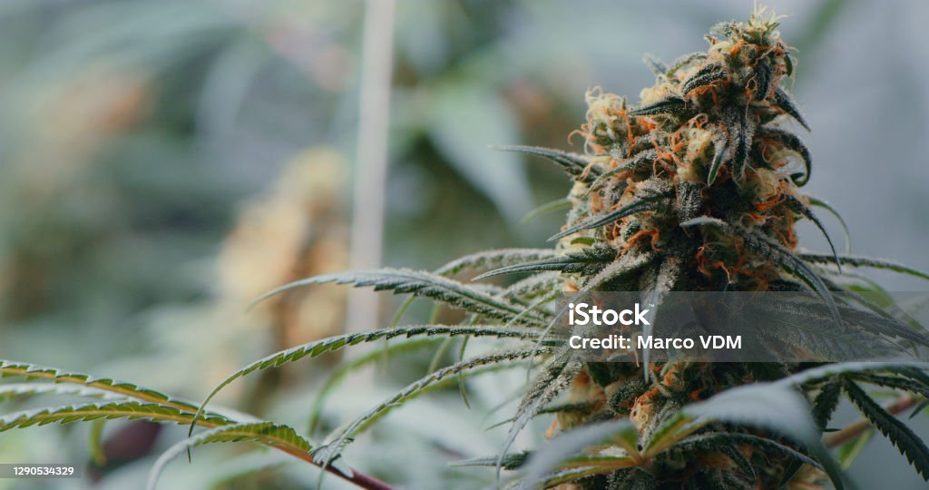 As pure as the green stuff gets Shot of marijuana growing inside of a grow room Cannabis Plant Stock Photo