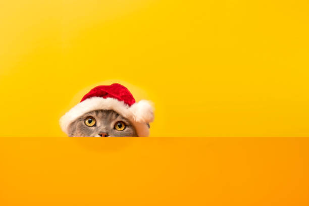 istock Christmas cat with santa claus hat 1290535678