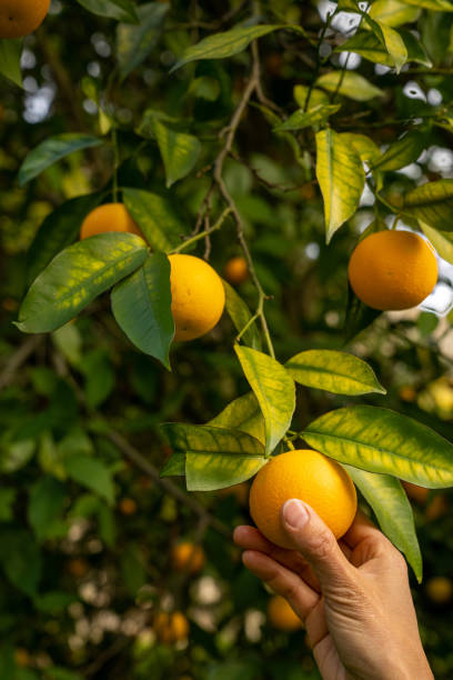 istock female hand plucks fresh orange from a tree 1290536740