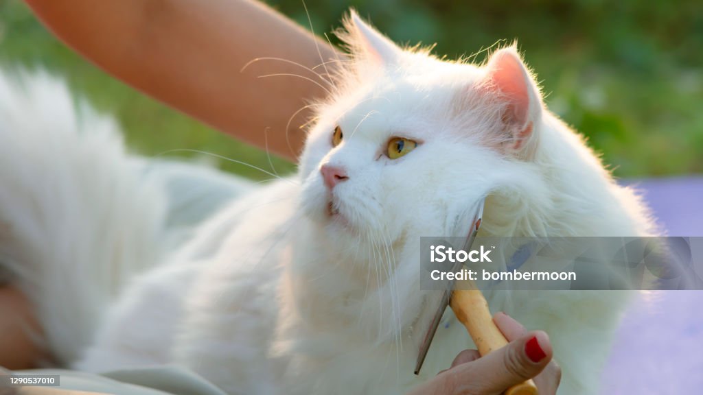 Gato persa branco derramando e penteando cabelo no jardim da manhã. Pente de depilação. - Foto de stock de Gato de pelo longo royalty-free Gato persa branco derramando e penteando cabelo no jardim da manhã. Pente de depilação. - Foto de stock de Gato de pelo longo royalty-free