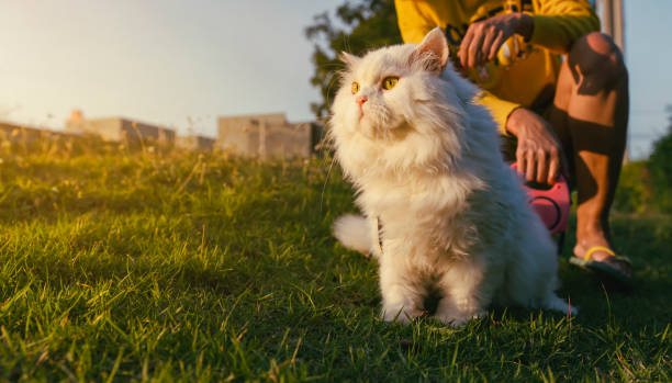 istock playing with White Persian cats in morning yard. 1290537016