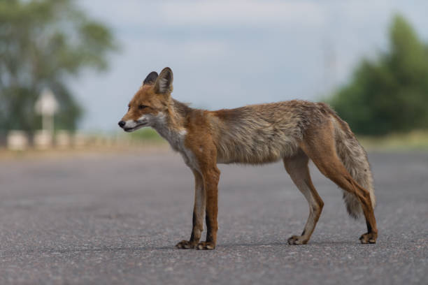 istock Wild fox in Chernobyl exclusion zone 1290537343