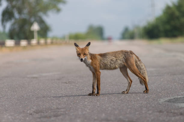 istock Wild fox in Chernobyl exclusion zone 1290537349