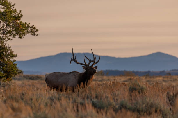 istock Bull Elk in Autumn in Wyoming 1290538064