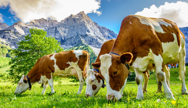 istock nice cow at the eng alm in austria 1290538270