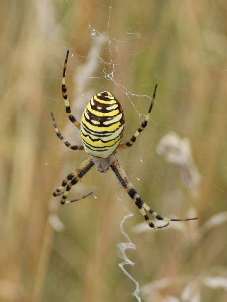 istock Fasciated Argiope --- Argiope Hornet (Argiope bruennichi) 1290538368