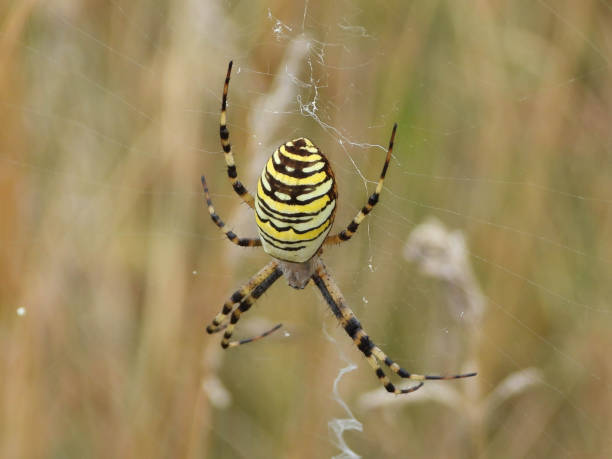istock Fasciated Argiope --- Argiope Hornet (Argiope bruennichi) 1290538507