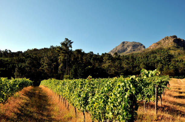 200+ Agriculture Zimbabwe Stock Photos, Pictures & Royalty-Free Images