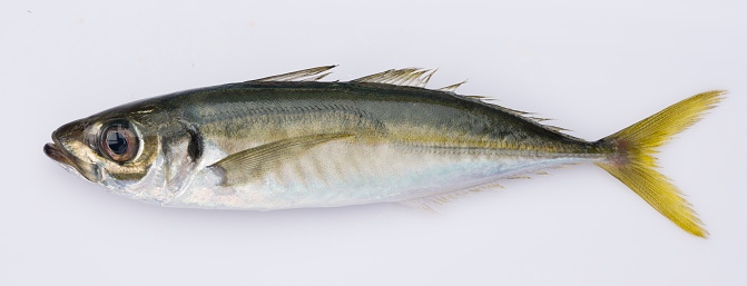 horse mackerel isolated on white background