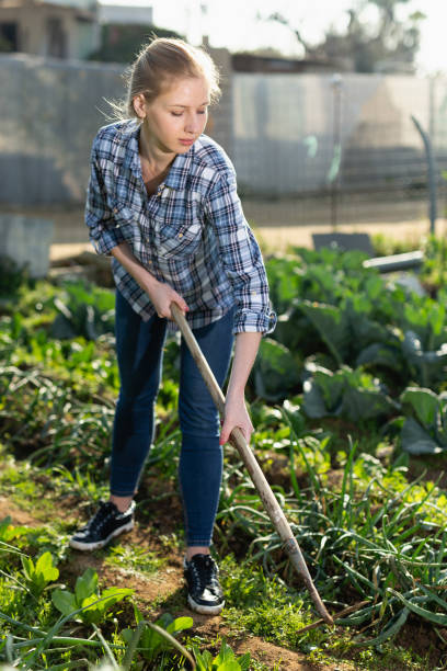 istock Female weeding beds with beans 1290538898