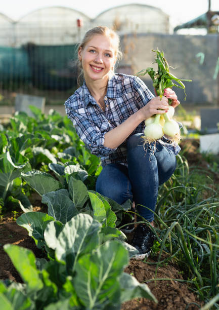 istock Woman harvesting fresh green onion 1290538901