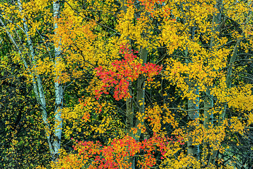 Leaves at Alfred Nicholas Memorial Gardens on a warm sunny autumn day in the Dandenongs regoion of Sassafras, Victoria, Australia