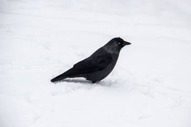 Jackdaw walk on the snow