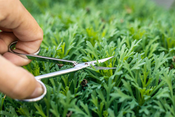 istock Obsessive compulsive disorder, person meticulously trims the lawn with a nail clipper 1290541782
