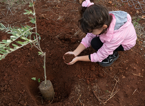 Little girl plants olive tree seedlings in the garden