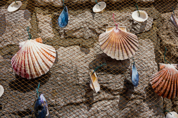 background of seashells over white