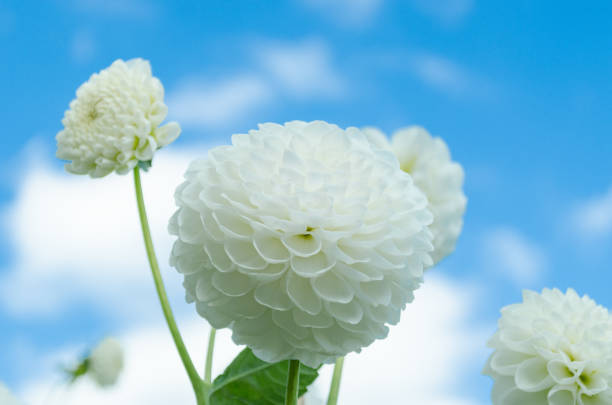 Dahlia blossom against blue sky