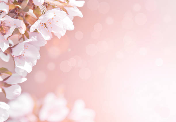 istock Spring-summer background - blooming apple tree with fresh green leaves, frame in the rays of sunlight. Abstract natural background. 1290546142