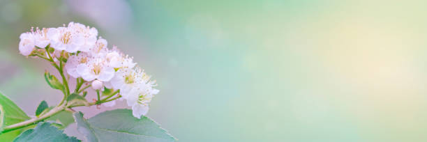 fond de printemps-été - aubépine fleurissante avec les feuilles vertes fraîches, cadre dans les rayons du soleil. des arrière-plans naturels abstraits pour mettre en valeur et promouvoir votre produit. - hawthorn photos et images de collection