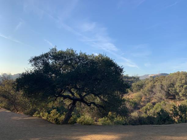 istock Sunshine over Griffith Park trail (B. Iñiguez) 1290546260