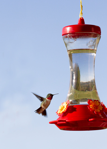 Ruby Throated Hummingbird hovering at feeder
