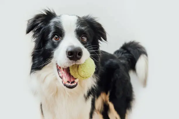 Photo of Funny portrait of cute puppy dog border collie holding toy ball in mouth isolated on white background. Purebred pet dog with tennis ball wants to playing with owner. Pet activity and animals concept