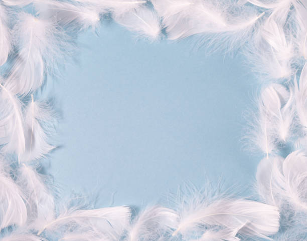 istock white feathers on a blue background with place for text. Light delicate background 1290548173