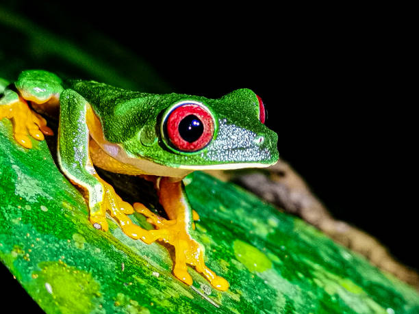 istock Red eyed green tree frog 1290548371