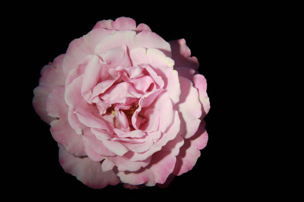 istock A delicate pink rose close-up in a low key. They're going to be cursed on black. isolate 1290548466