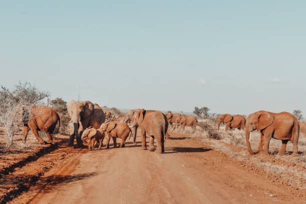 길을 건너는 코끼리 무리, 남아프리카 공화국 - 4394 뉴스 사진 이미지