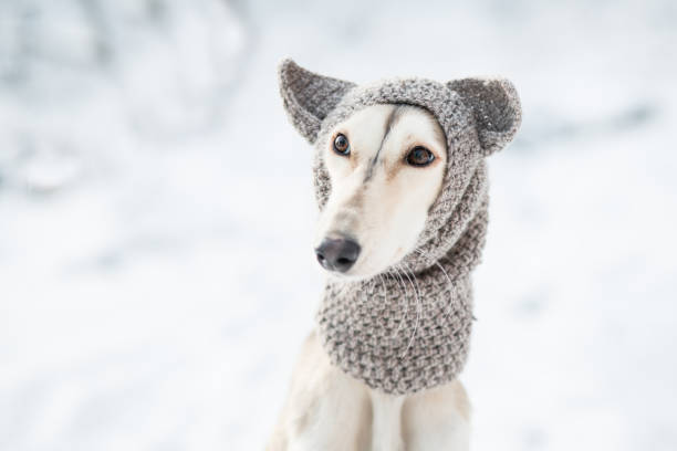 istock Saluki in knit hat winter forest close up portrait. 1290549622