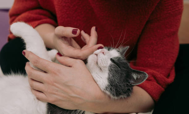 istock Woman caress sleeping cat 1290550464