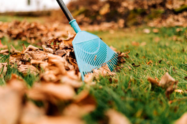 Close-up of autumn leafs in garden Raking leaves in the garden. Fall work in the autumn. Cleaning the backyard of yellow leaves on the ground iceland image horizontal color image stock pictures, royalty-free photos & images