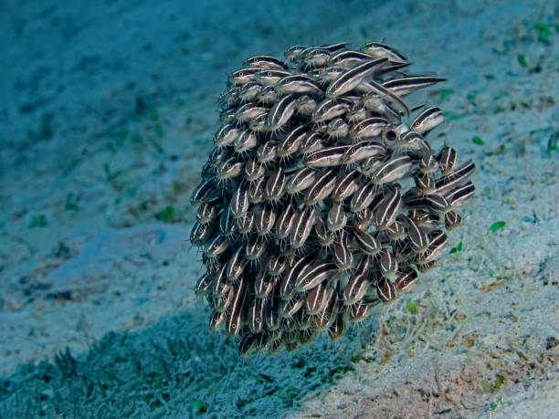 School of striped eel catfish, Gestreifte Korallenwelse (Plotosus lineatus)