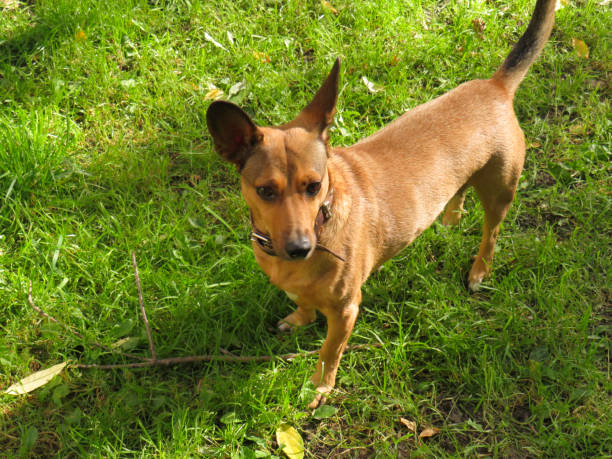 istock Red dog mongrel with big ears in the yard on a walk 1290552435