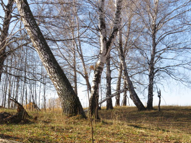 istock Autumn Siberian forest on a Sunny day in October 1290553599