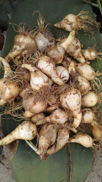 istock Flower bulbs to be planted in the ground 1290556468