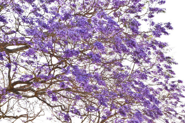 istock Purple flowers 1290556983