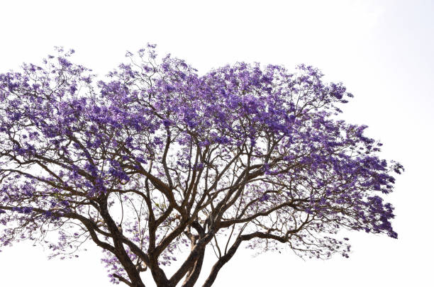 istock Purple flowers 1290556991
