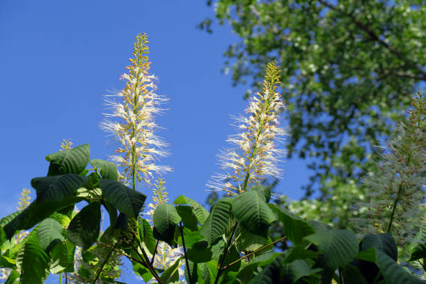 Flowering shrub horse chestnut (Aesculus parviflora), Strauch-Rosskastanie