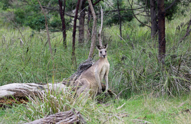 istock Wild Kangaroo in Churchill NP 1290557060