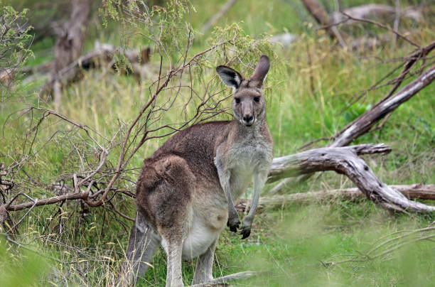 istock Female Kangaroo - in Churchill NP 1290557136